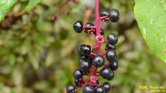 Phytolacca americana