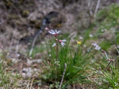 Lithophragma