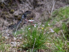 Lithophragma
