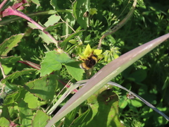 Bombus terrestris lusitanicus