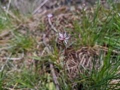Lithophragma