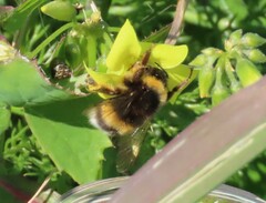 Bombus terrestris lusitanicus