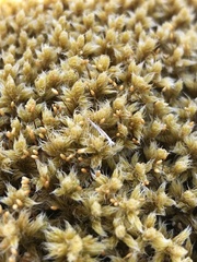 Racomitrium