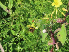 Bombus terrestris lusitanicus