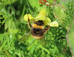 Bombus terrestris lusitanicus