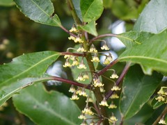 Melicytus macrophyllus