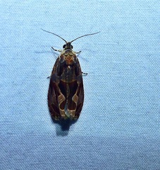 Olethreutes nigranum