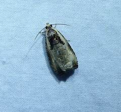 Olethreutes punctanum