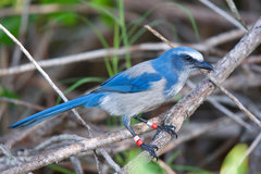 Aphelocoma coerulescens