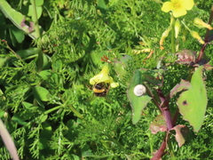 Bombus terrestris lusitanicus