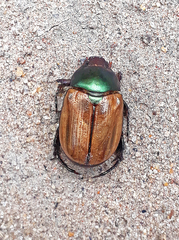 Anomala testaceipennis