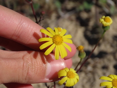 Senecio gallicus