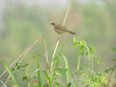 Geothlypis poliocephala