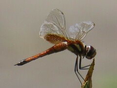 Tramea darwini