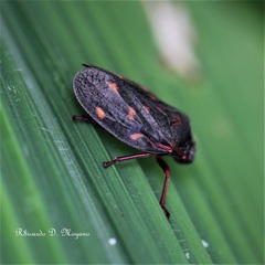 Mahanarva rubropicta