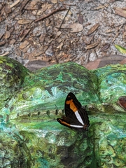 Adelpha cytherea