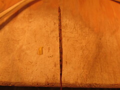 Schizachyrium tenerum