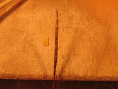 Schizachyrium tenerum