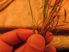 Schizachyrium tenerum