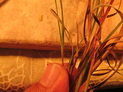 Schizachyrium tenerum