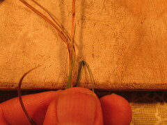 Schizachyrium tenerum