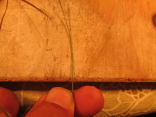 Image of Slender Little Bluestem (Schizachyrium tenerum) by (c) Carlos Martorell, some rights reserved (CC BY)