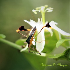 Anisoscelis foliaceus