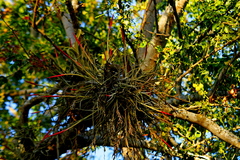 Tillandsia schiedeana