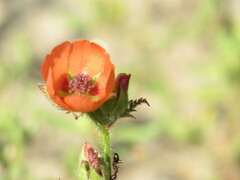 Sphaeralcea miniata