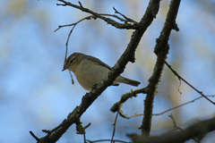 Phylloscopus trochilus