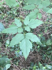 Cardiospermum grandiflorum