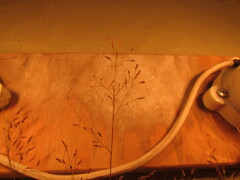 Eragrostis mexicana