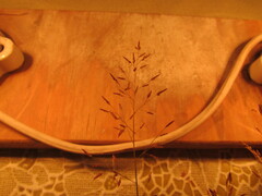 Eragrostis mexicana