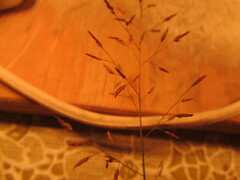 Eragrostis mexicana