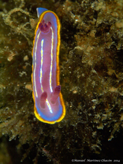 Felimida krohni