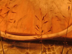 Eragrostis mexicana