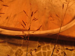 Eragrostis mexicana