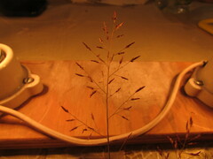 Eragrostis mexicana