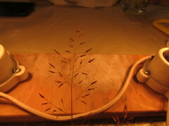 Eragrostis mexicana