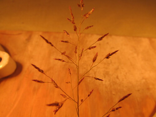Image of Mexican love grass by (c) Carlos Martorell, some rights reserved (CC BY)