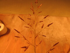 Eragrostis mexicana