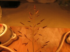 Eragrostis mexicana