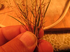 Eragrostis mexicana
