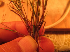 Eragrostis mexicana