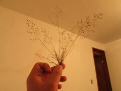 Eragrostis mexicana
