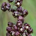 Schizoglossum atropurpureum - Photo (c) Ansell Matcher,  זכויות יוצרים חלקיות (CC BY-NC), הועלה על ידי Ansell Matcher