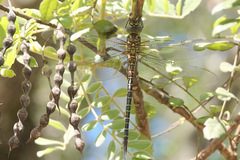Coryphaeschna ingens