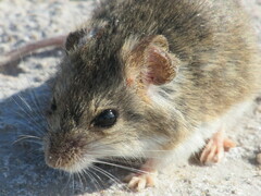 Little Laucha photo 5