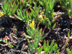 Linaria spartea