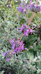 Salvia leucophylla